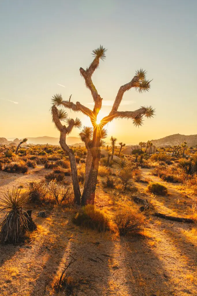 Secrets of Joshua Tree