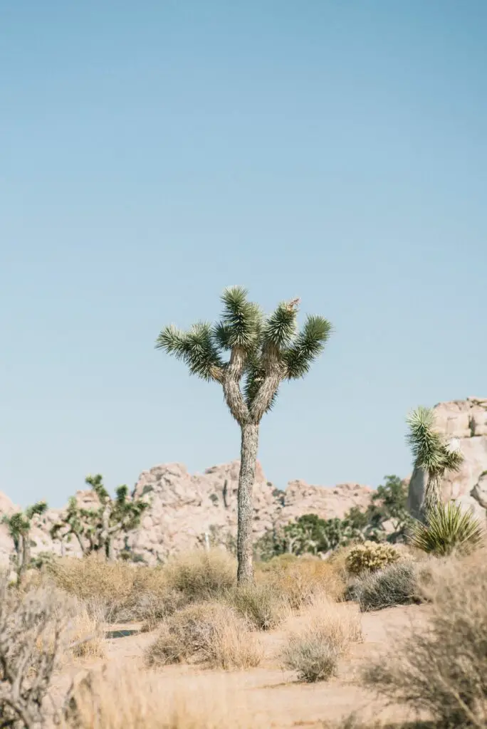 Secrets of Joshua Tree